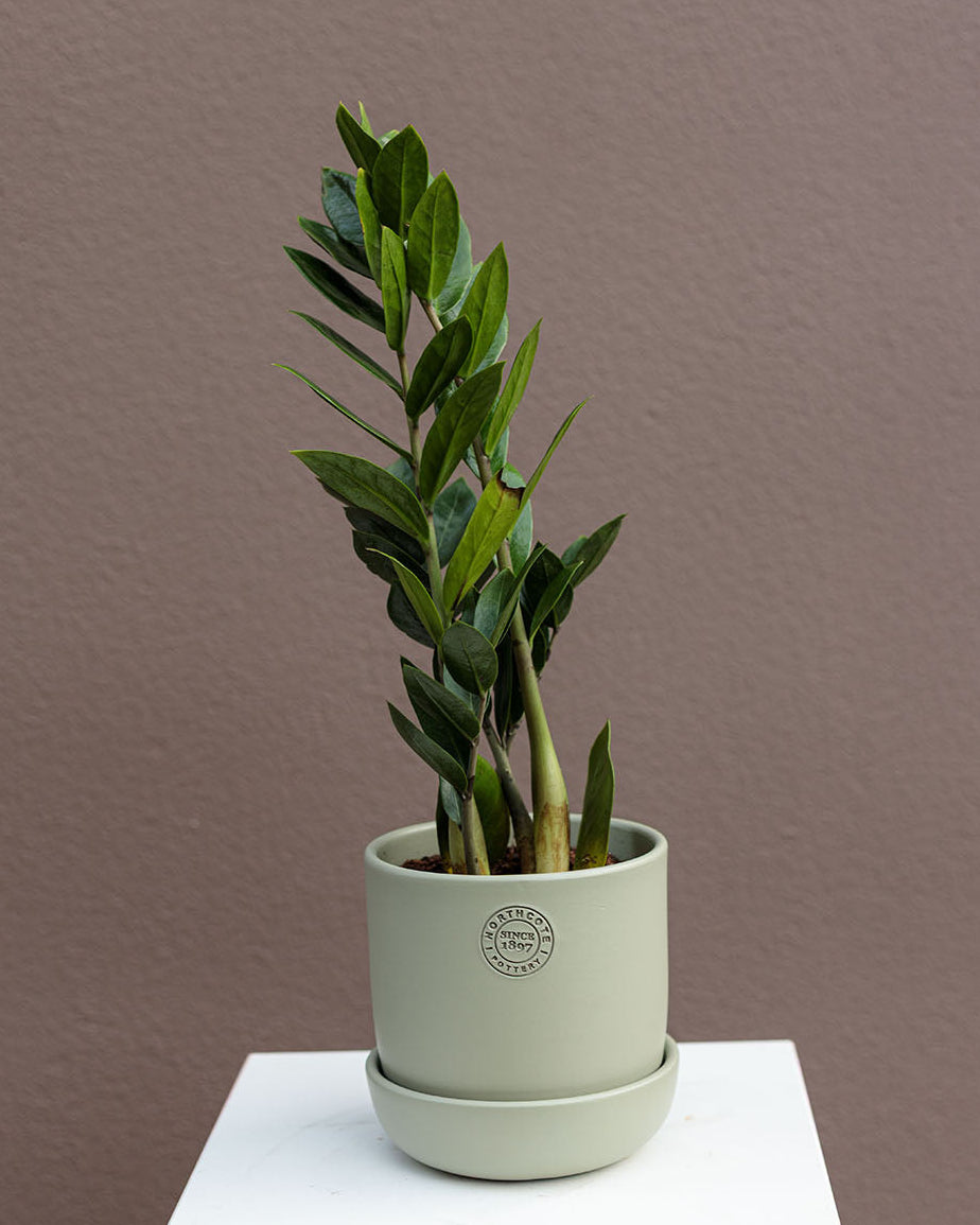 Zamioculcas Zamiifolia "Zanzibar Gem"