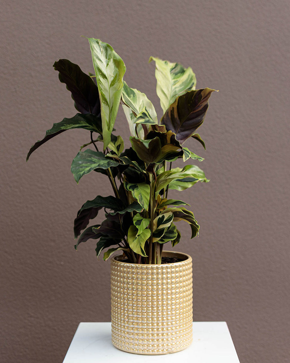 Calathea Louisae "Thai Beauty"
