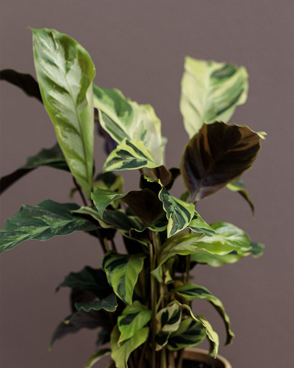 Calathea Louisae "Thai Beauty"
