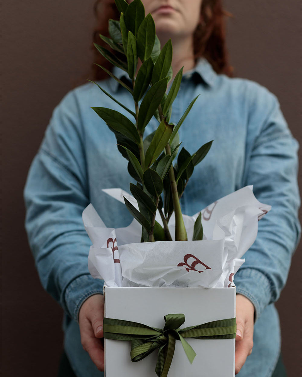 Zamioculcas Zamiifolia "Zanzibar Gem"