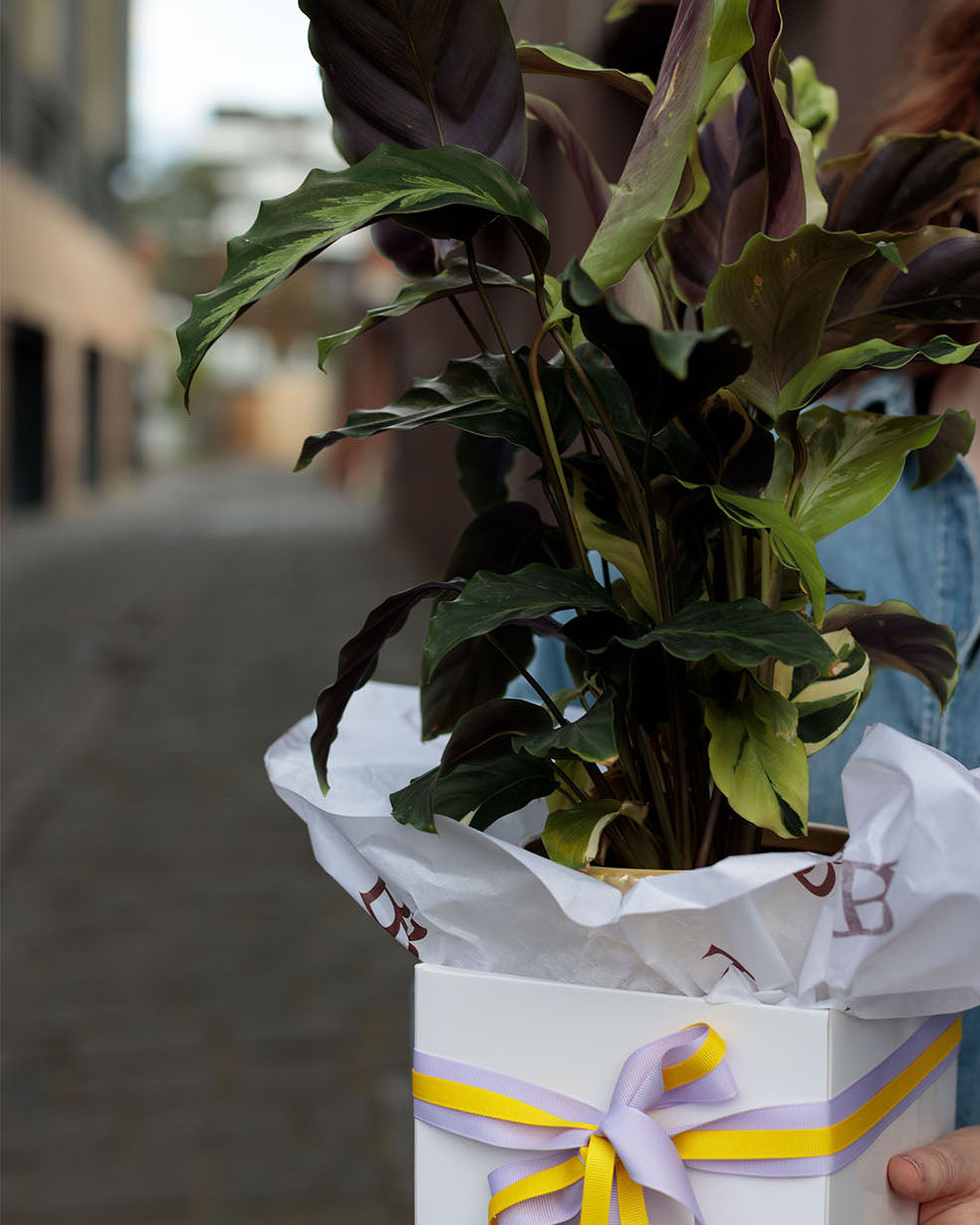 Calathea Louisae "Thai Beauty"
