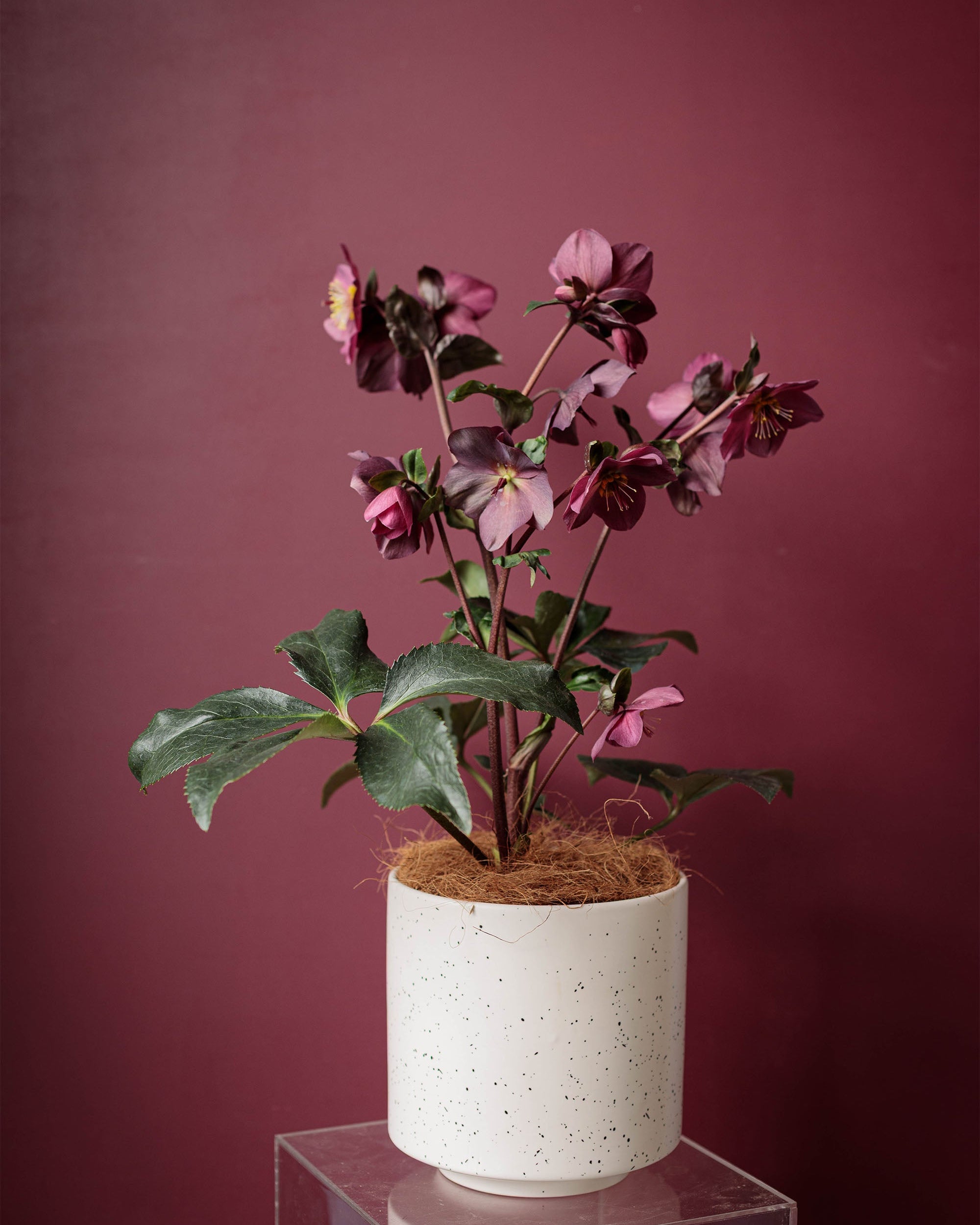 Burgundy & Bloom