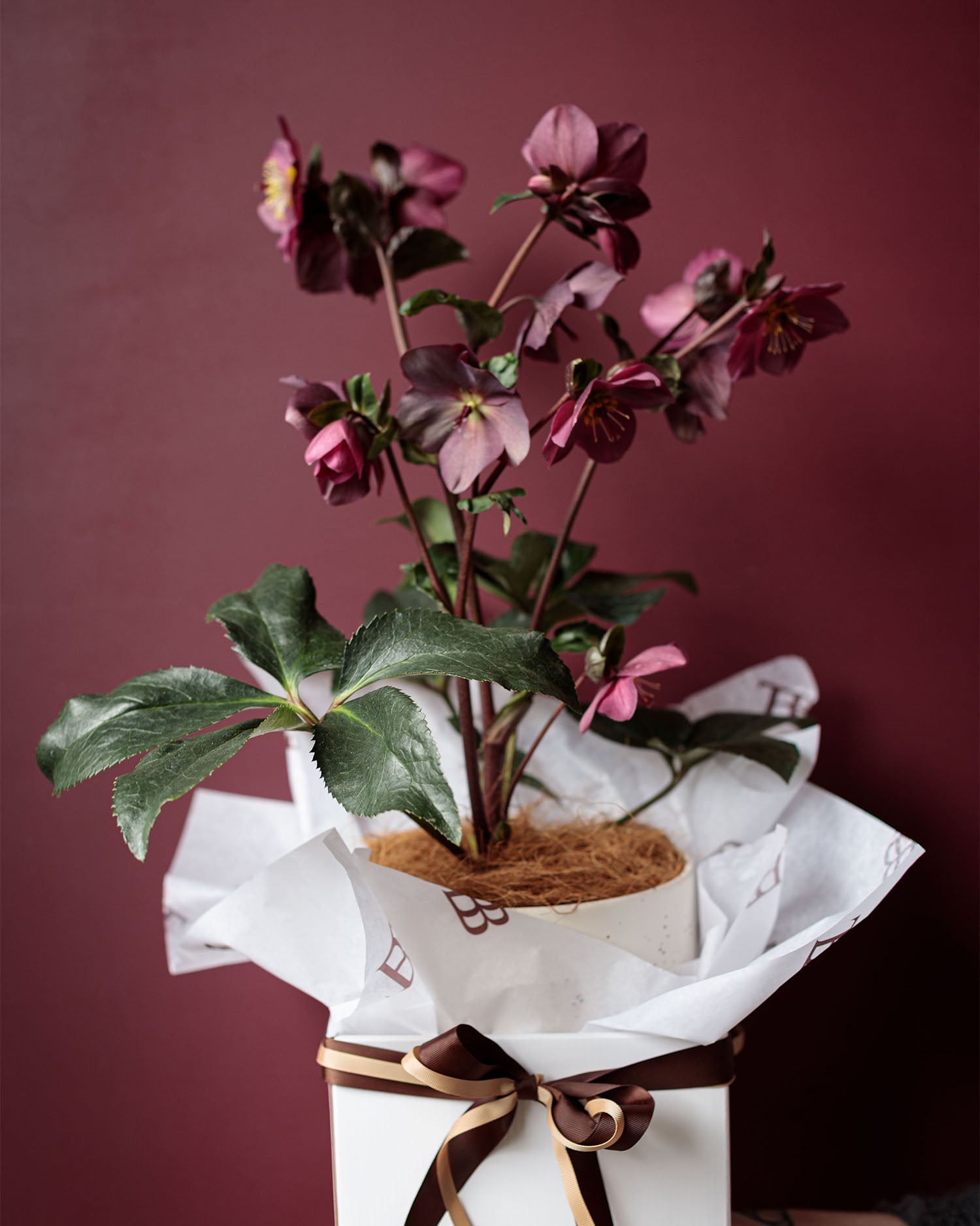 Winter Rose