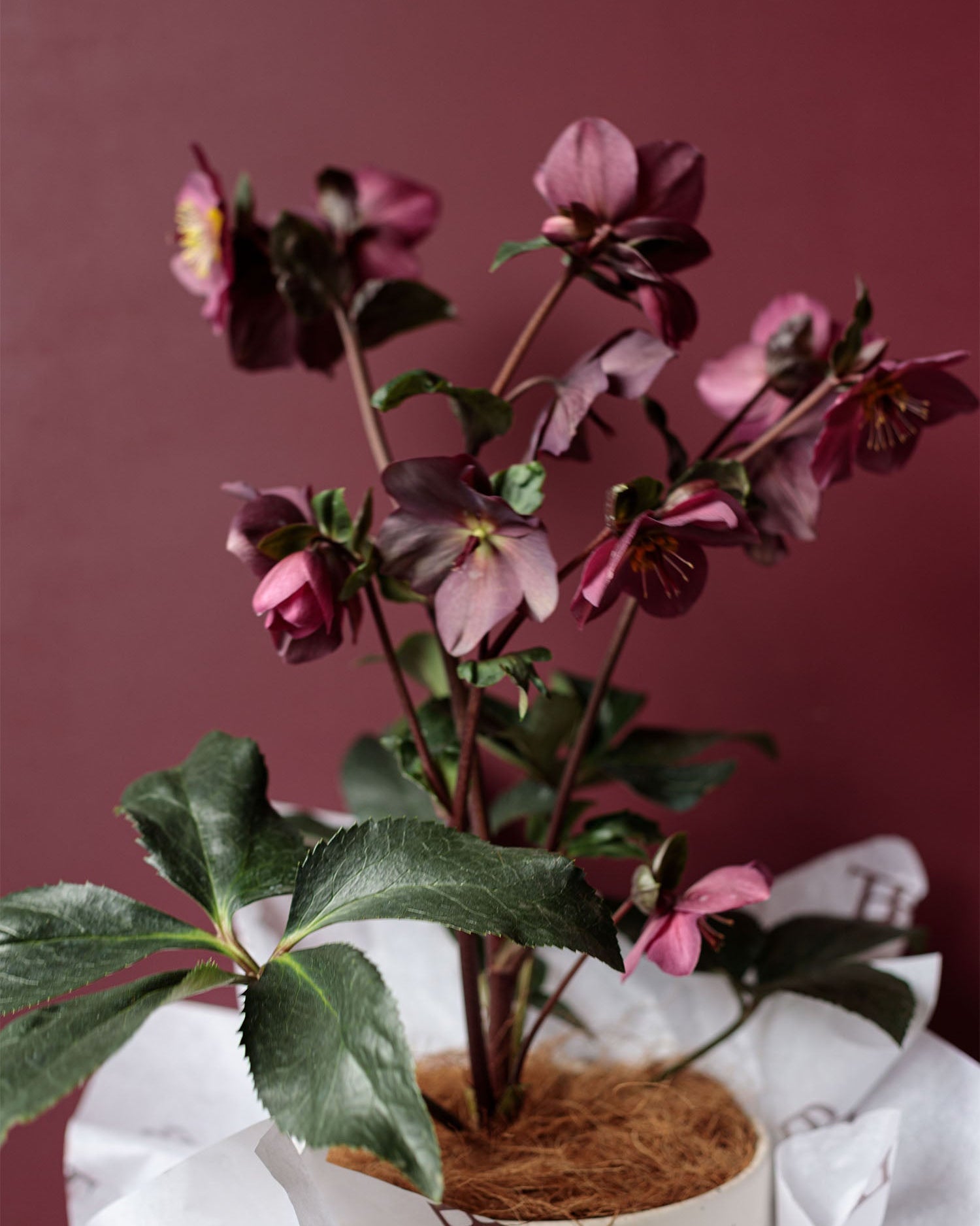 Winter Rose
