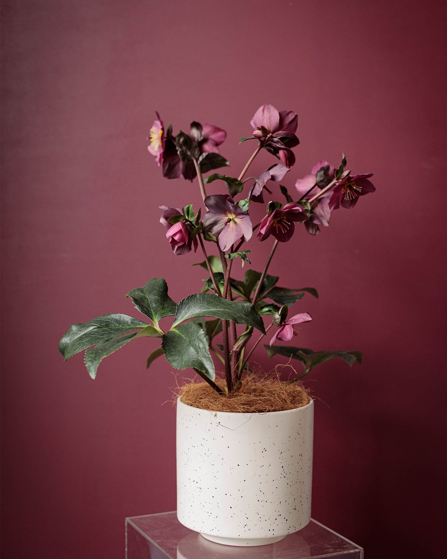 Winter Rose