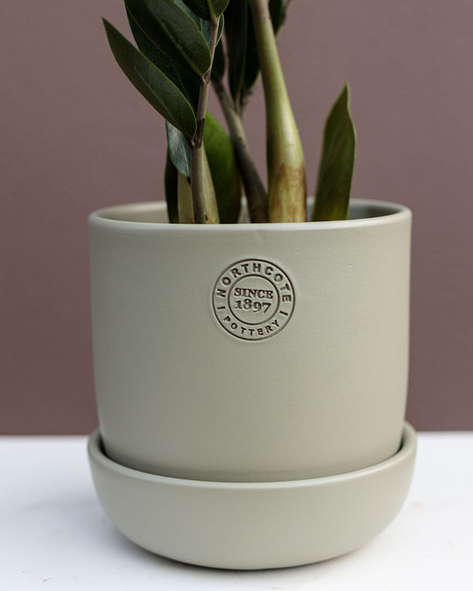 Zamioculcas Zamiifolia "Zanzibar Gem"