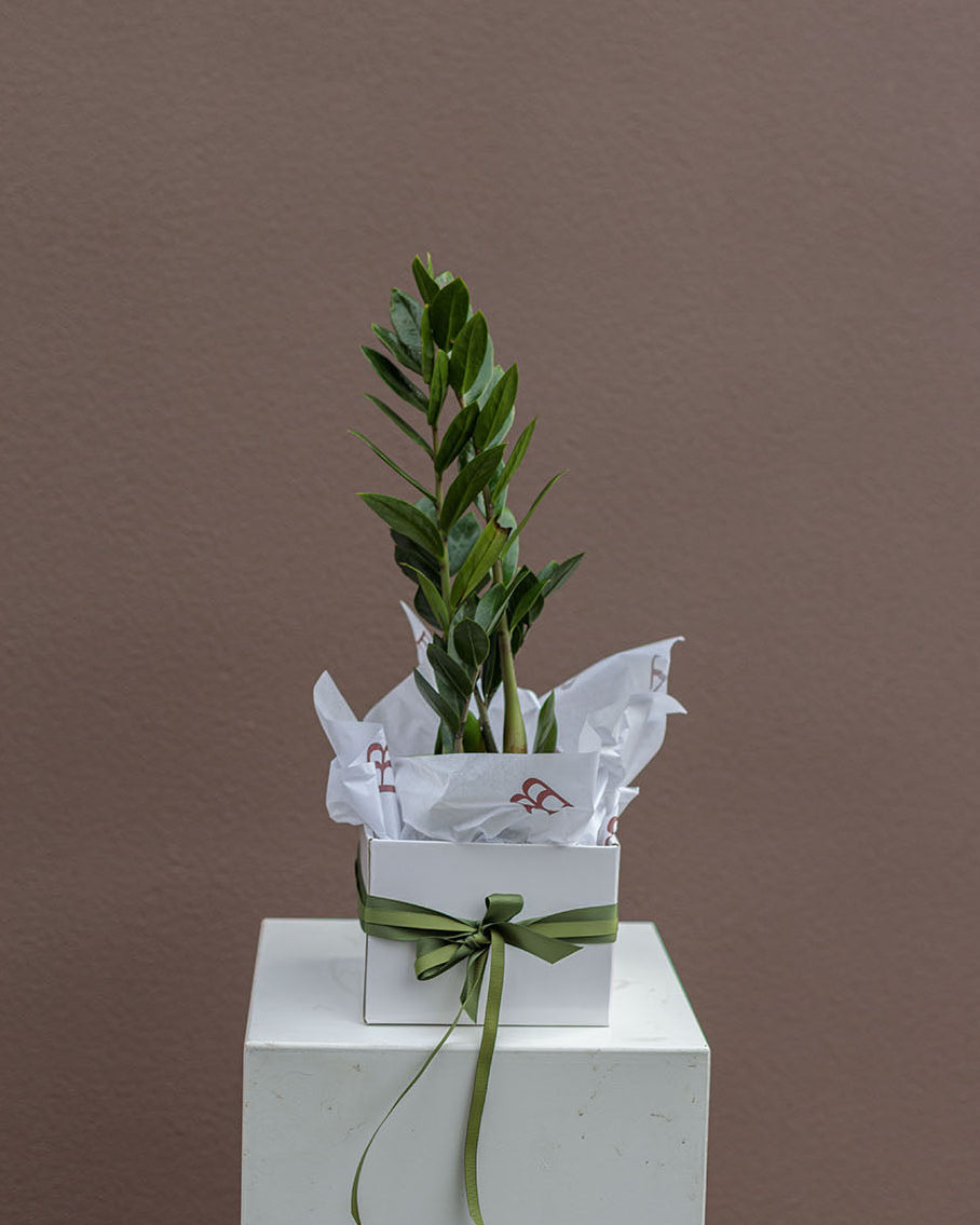 Zamioculcas Zamiifolia "Zanzibar Gem"