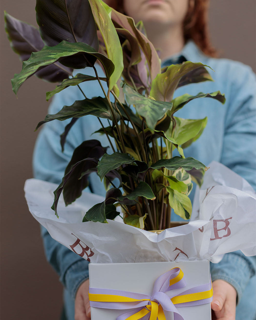 Calathea Louisae "Thai Beauty"