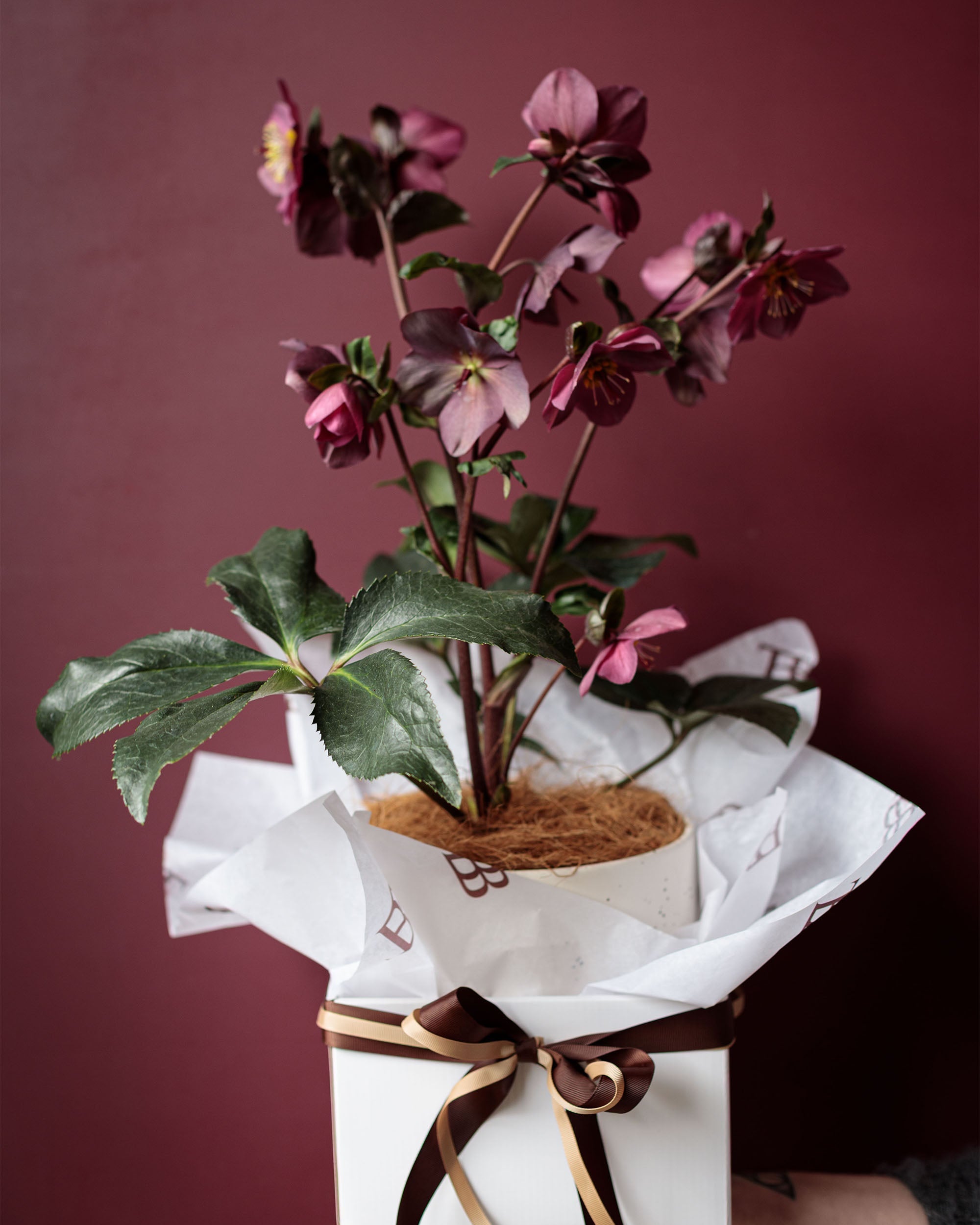 Burgundy & Bloom