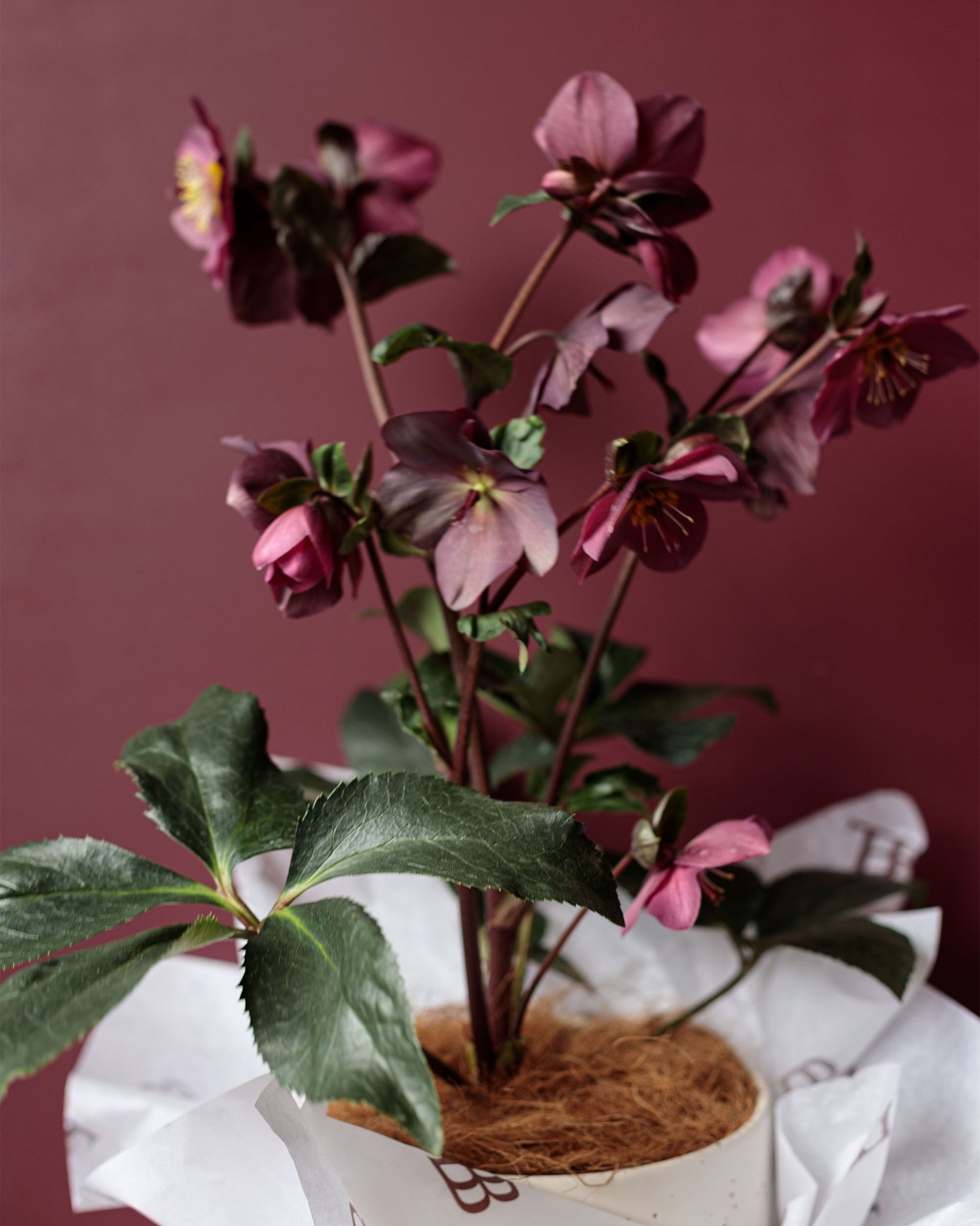 Burgundy & Bloom