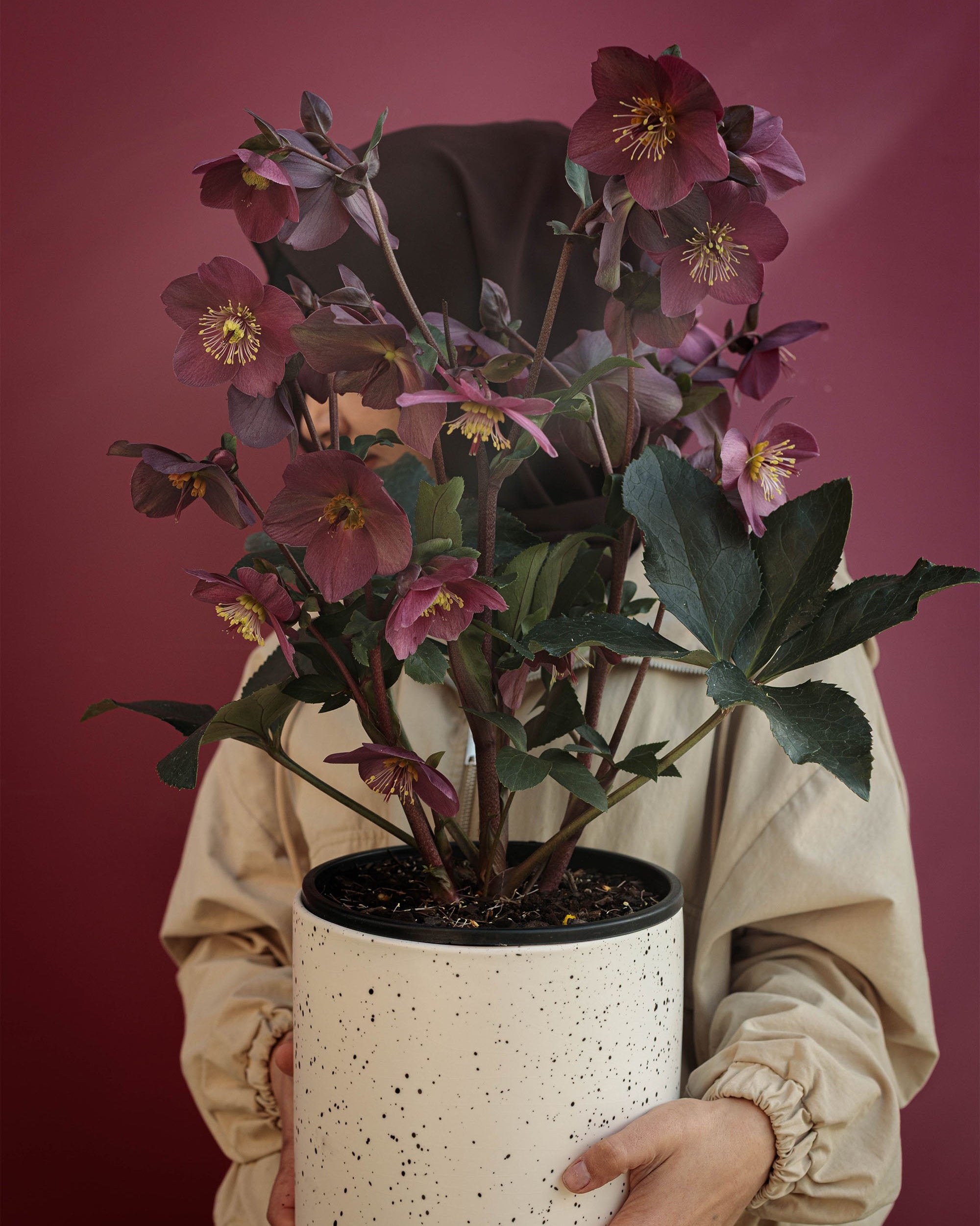 Burgundy & Bloom