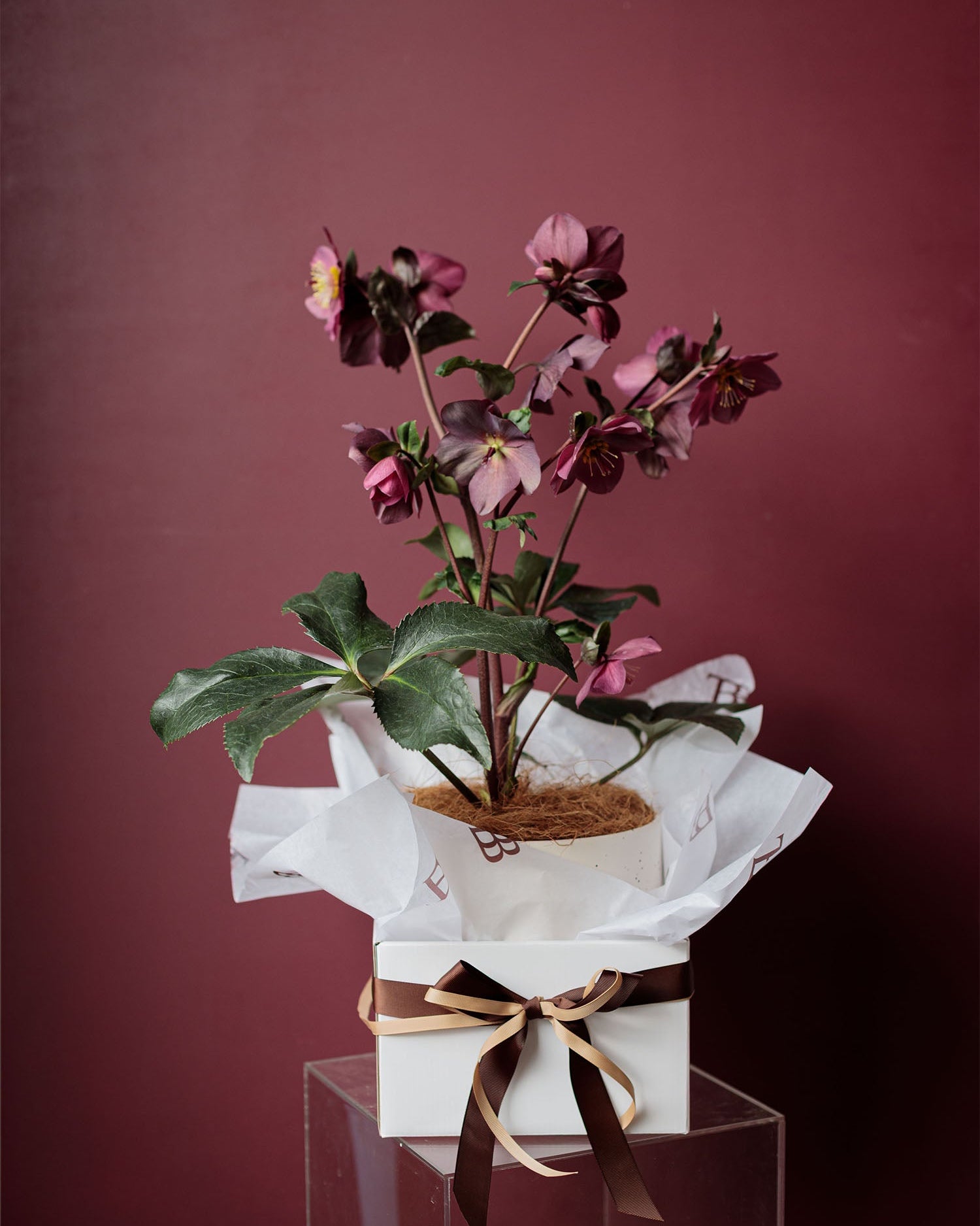 Winter Rose