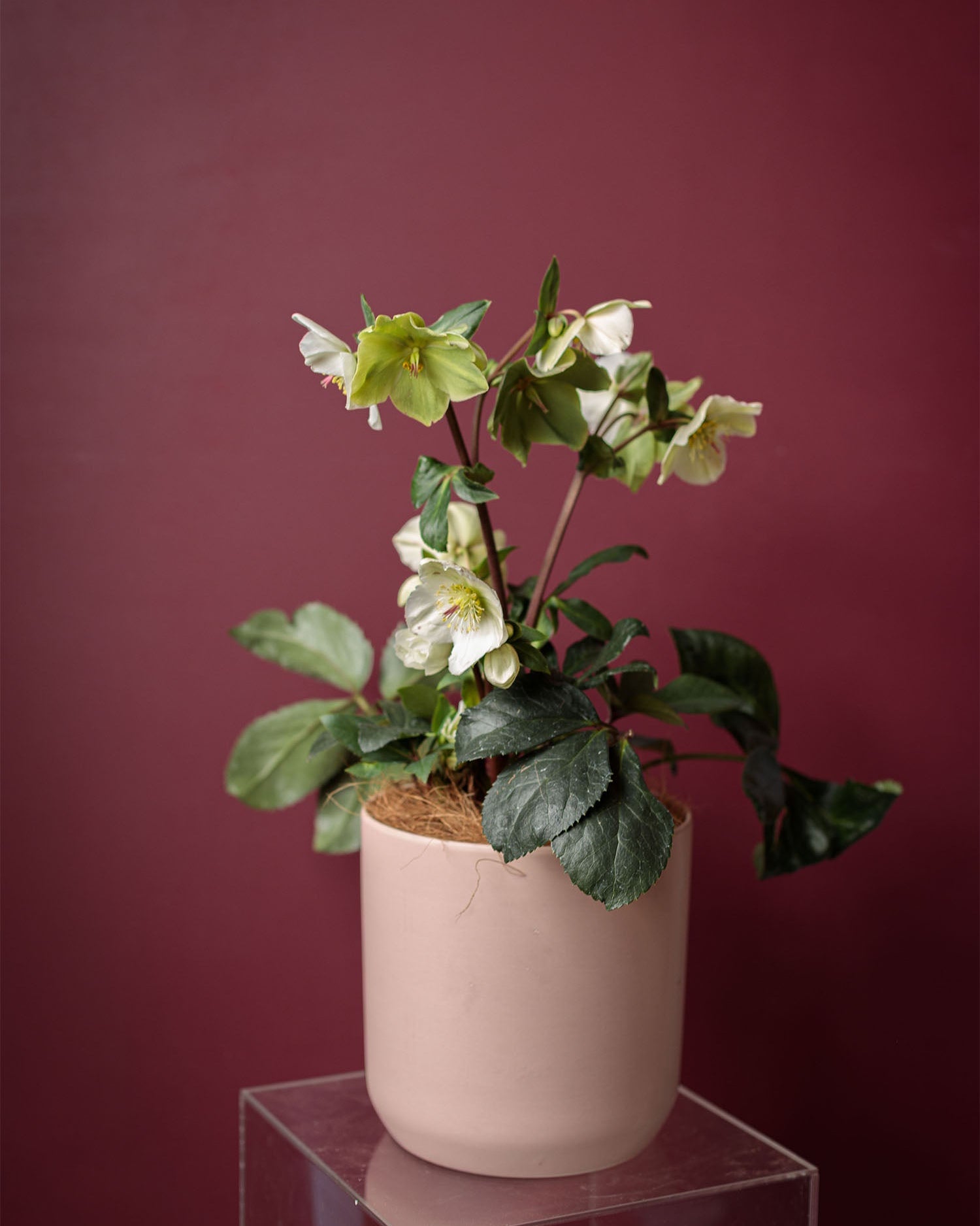 Winter Rose
